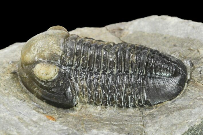 Detailed Gerastos Trilobite Fossil - Morocco #134062